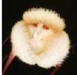 サル顔した蘭の花？